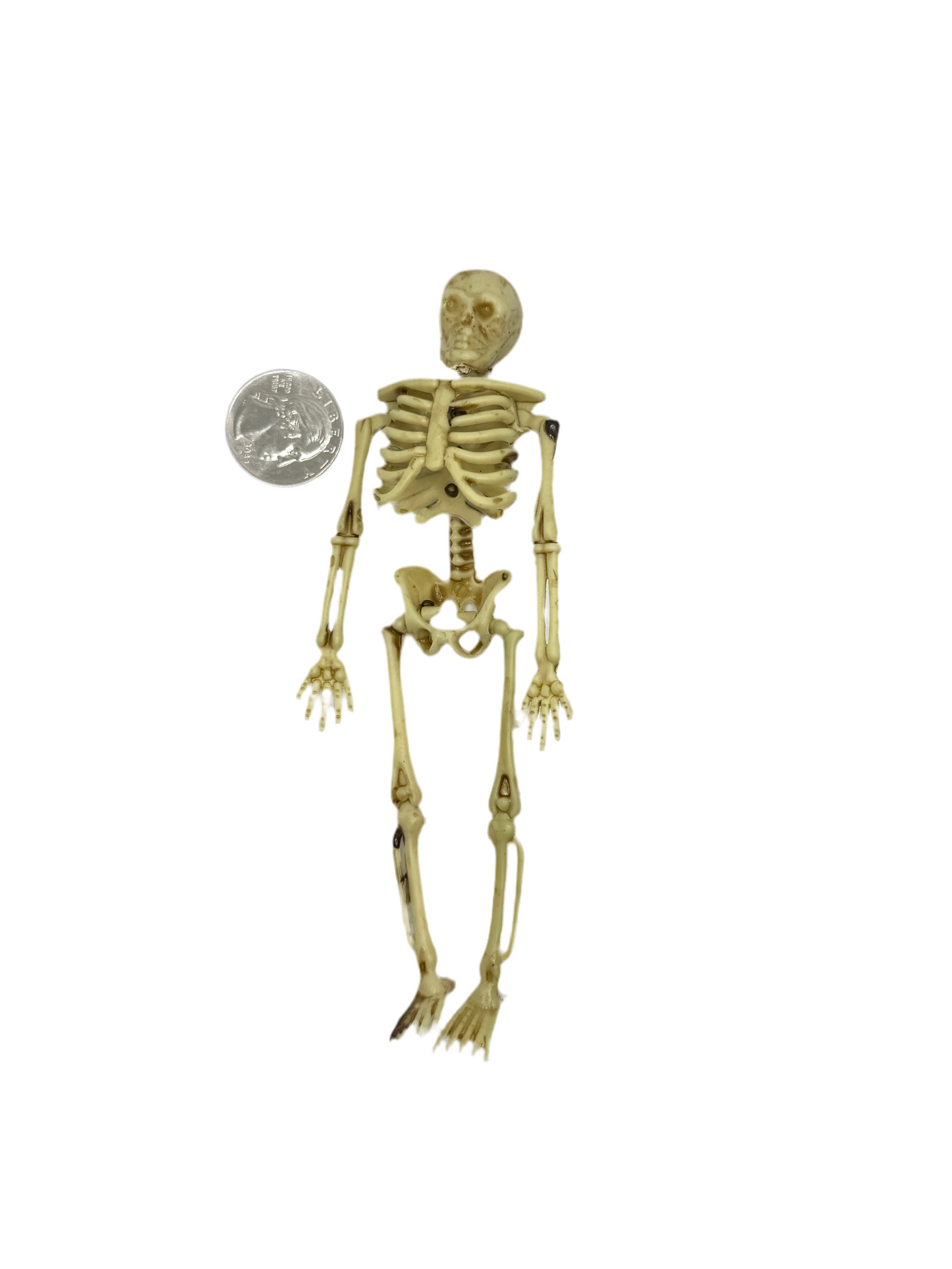 Skeleton