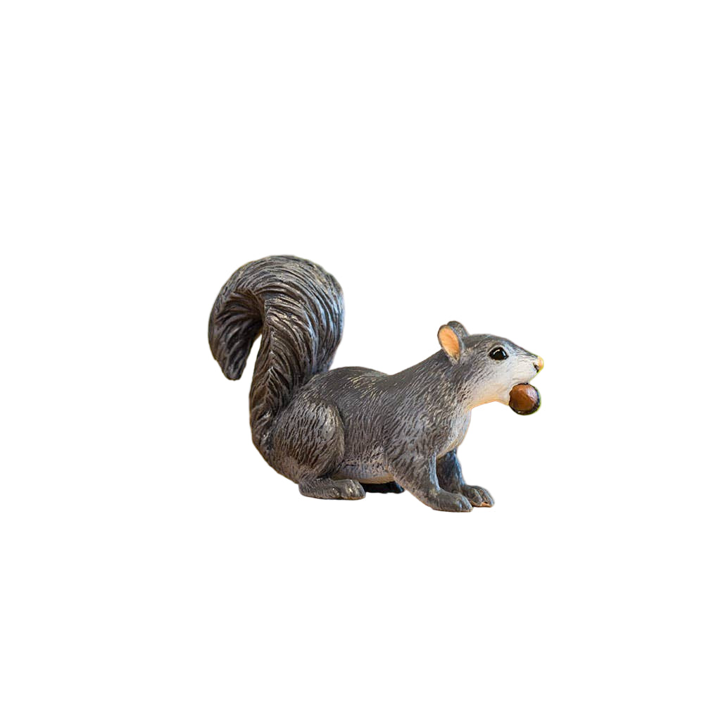 Gray Squirrel