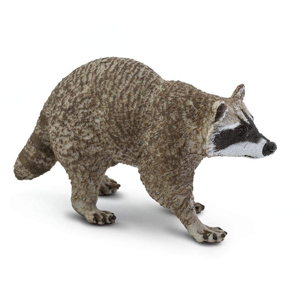 Raccoon