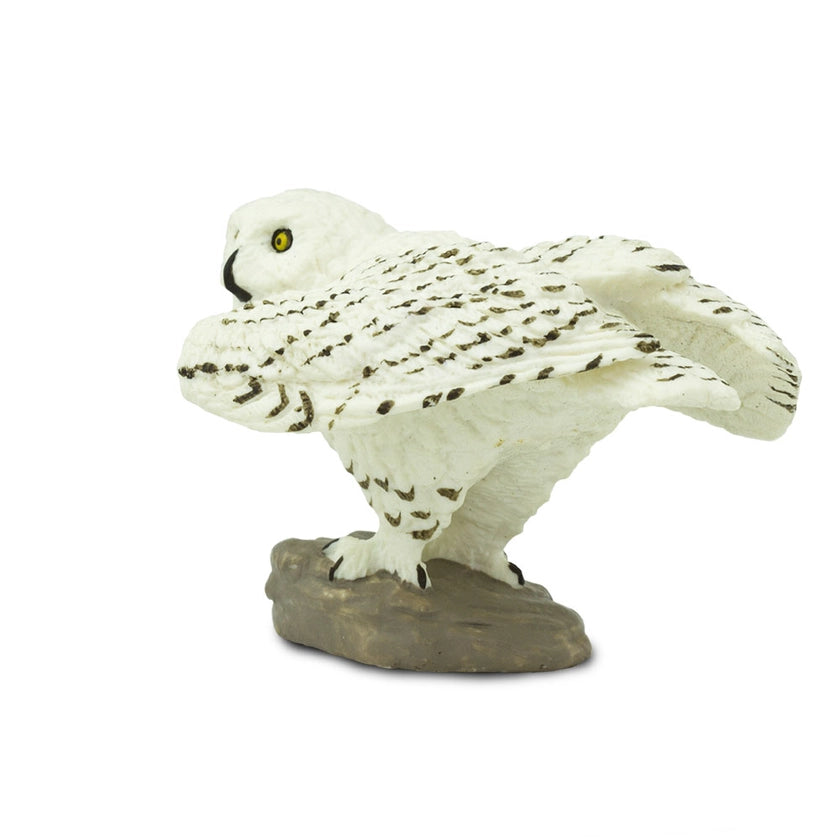 Snowy Owl