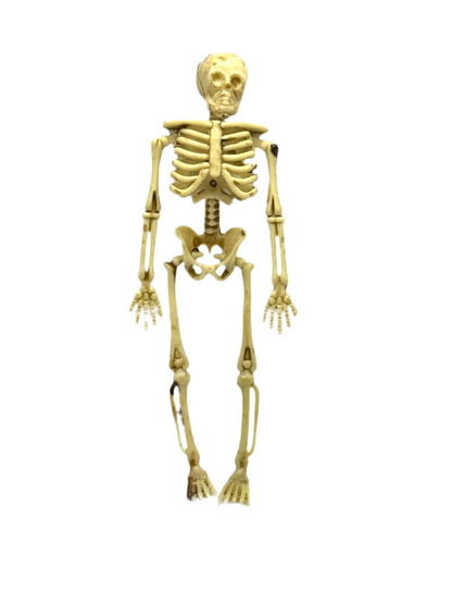 Skeleton
