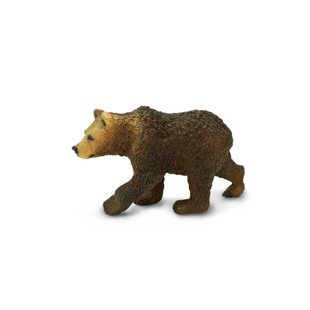 Grizzly Bear Cub