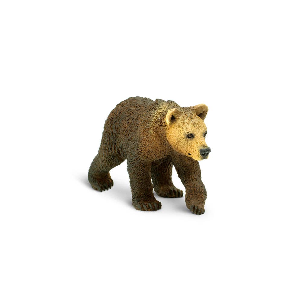Grizzly Bear Cub
