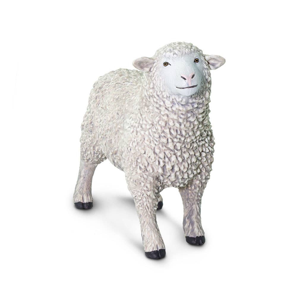 White Sheep