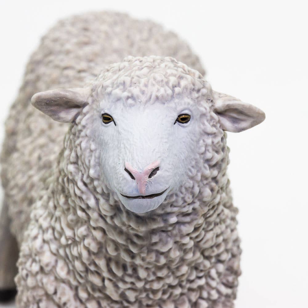 White Sheep