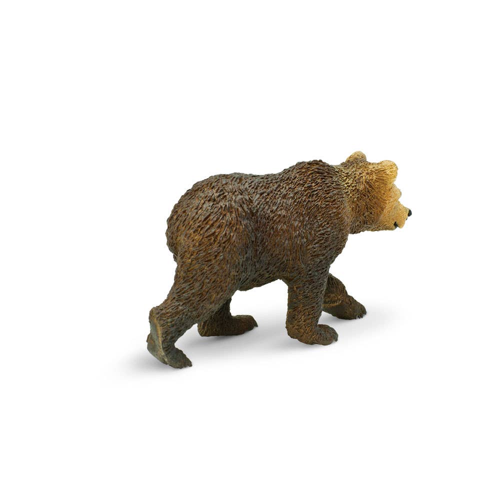 Grizzly Bear Cub