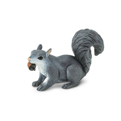 Gray Squirrel