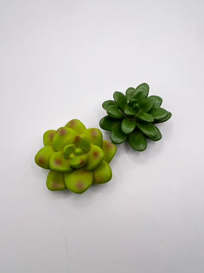 Succulent Bundle