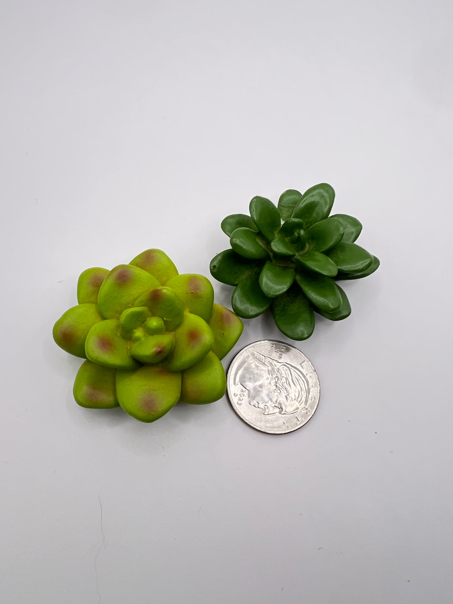 Succulent Bundle