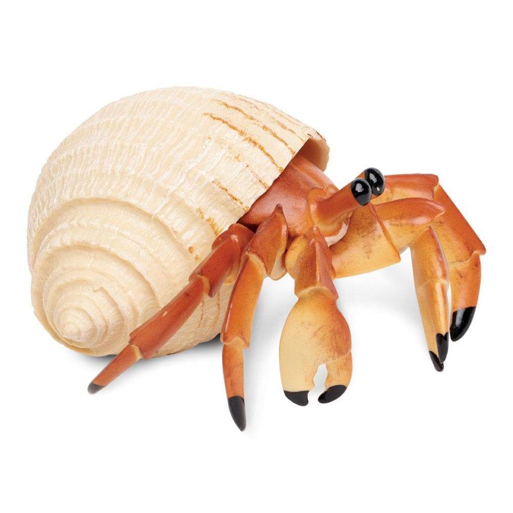 Hermit Crab