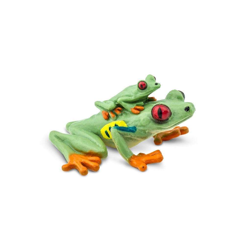 Red Eyed Tree Frog with Baby