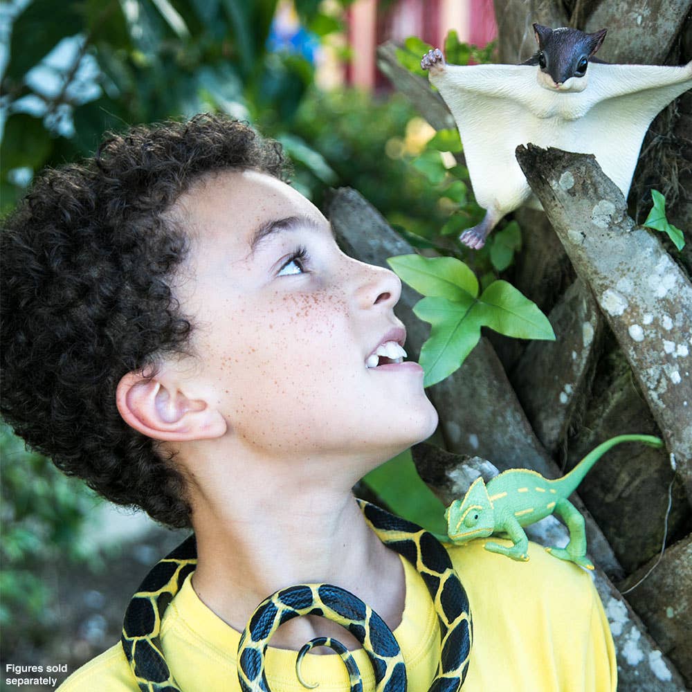 Veiled Chameleon Baby