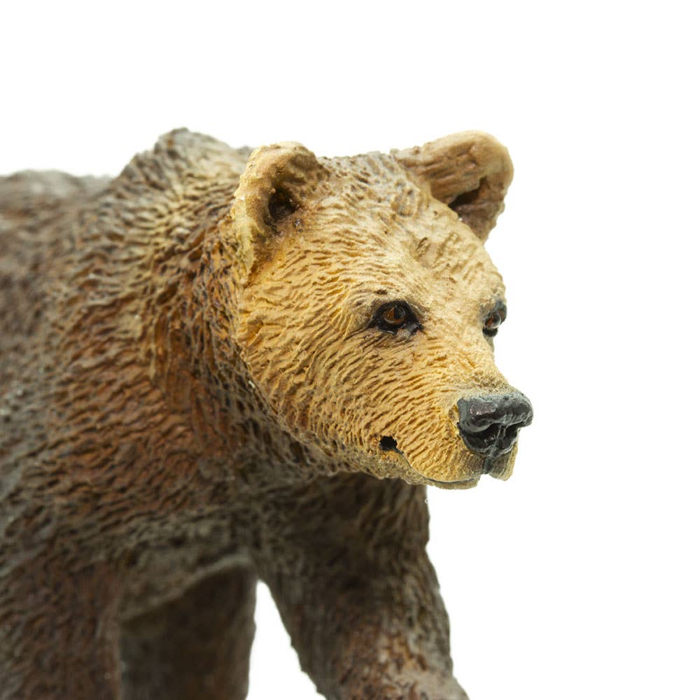 Grizzly Bear Cub