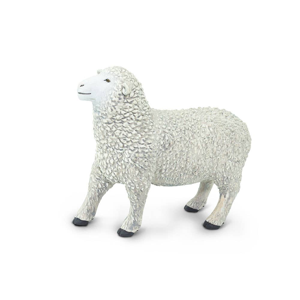 White Sheep