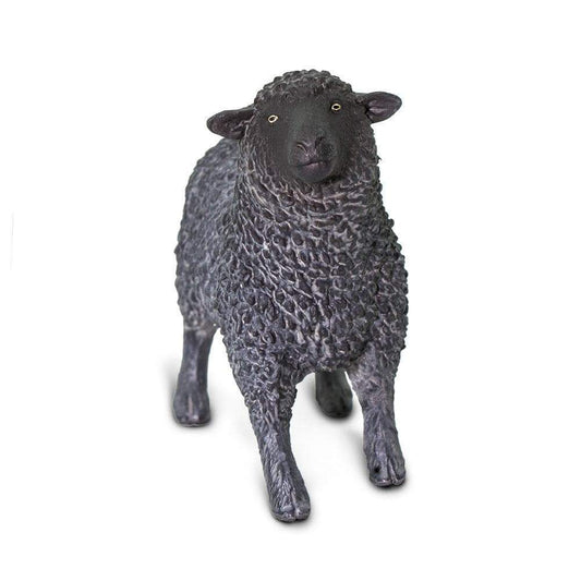 Black Sheep ⚫️🐑